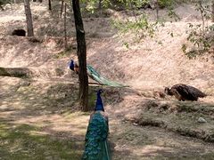 -青藏高原野生动物园