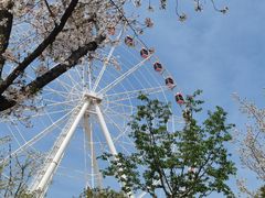 -顾村公园