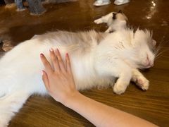 -猫猫幼稚园·撸猫·桌游·电玩