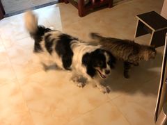 -美联众合动物医院·24h京西诊疗中心