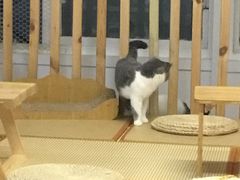 -柴迷FANS CLUB·柴犬狗咖·猫咖