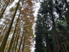 -山王坪喀斯特国家生态公园