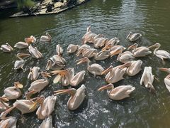 -广州长隆飞鸟乐园