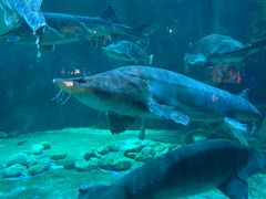 -华夏文旅海洋公园