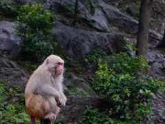 -黔灵山公园