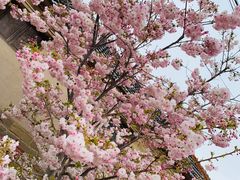-莱阳濯村樱花园