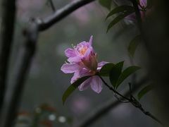 -梧桐山风景名胜区