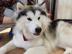 -Husky Go! 哈士奇体验馆·宠物咖啡厅狗咖