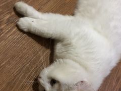 -中农国际动物医院24小时·猫科·骨科·急重症中心