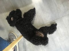 -蜜蜂小象·榴莲千层蛋糕(时代汇11栋店)
