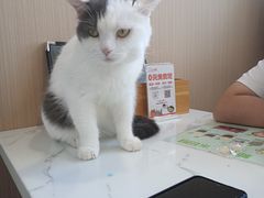 -喵园·猫主题咖啡厅·撸猫·猫咖(国贸店)