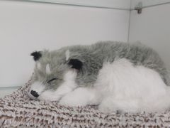 -瑞尔齿科(上海长风大悦城店)