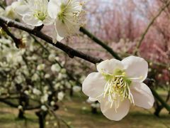 -蜀冈西峰生态公园