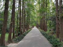 -上海滨江森林公园