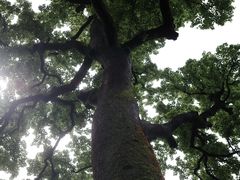 -西湖风景区十里琅珰-五云山