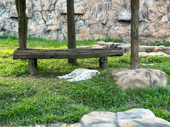 -清迈夜间动物园