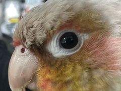 -爱侣宠医·鹦鹉专科·小型哺乳类·异宠专科(灵石路店)