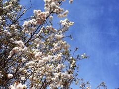 -天适樱花悠乐园