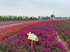-荷兰花海