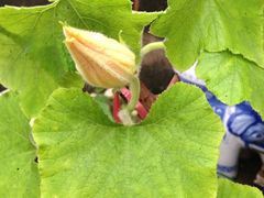 iphone_upload_pic-郑厨私房菜