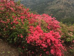 -木兰云雾山