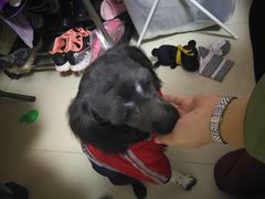 -小呆的宠物店·宠物售卖·宠物寄养(城西店)