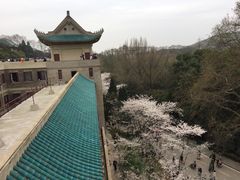 -武汉大学-樱园