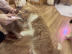 -滚猫咖啡·猫咖·猫友好撸猫(未来城店)