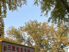 -三里屯东五街银杏大道
