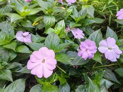 -金花茶公园