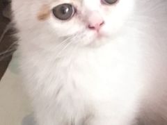 -萌兽医馆·绝育·24小时内科·宠物医院(德胜店)
