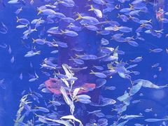 -广州海洋馆