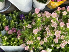 -溪岸路花鸟市场