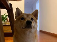 -翊宠yipet猫狗购宠庄园犬舍•猫舍