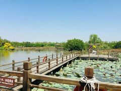 -大湾区中央湿地公园