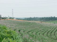 -紫颐香薰山谷景区