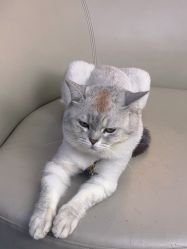 -风生造型
