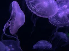 -欢乐海岸海洋奇梦馆