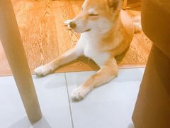 -柴务处·柴犬主题狗咖