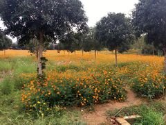 -武汉紫薇都市田园