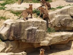 -无锡动物园·太湖欢乐园