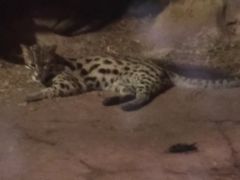 -清迈夜间动物园