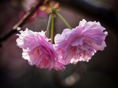 -天适樱花悠乐园