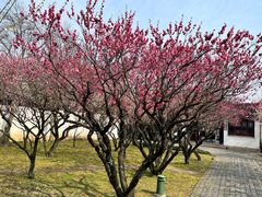 -苏州上方山国家森林公园