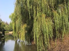 -上海滨江森林公园