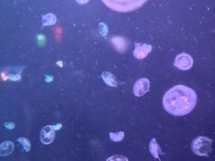 -太平洋海底世界