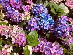 -双季花艺园艺市场(浦东店)