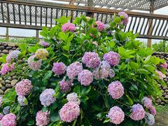 -嵛山岛