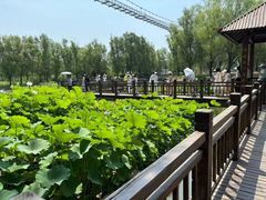 -微山湖红荷湿地景区
