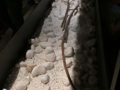 -喜茶(深圳东门1234店)